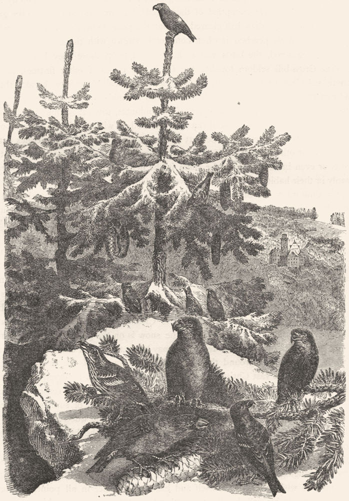 BIRDS. Passerine. Cross-Bill c1870 old antique vintage print picture